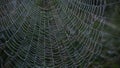 Cobweb with dew drops. Can be used as background Royalty Free Stock Photo