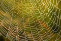 Cobweb with dew drops. Can be used as background Royalty Free Stock Photo