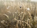 Cobweb with dew drops in morning fog at dawn on blurred background close-up view Royalty Free Stock Photo