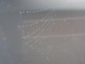 Cobweb in dew drops . Rain drops on a spider web Royalty Free Stock Photo