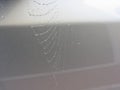 Cobweb in dew drops . Rain drops on a spider web Royalty Free Stock Photo