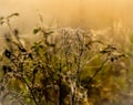 Cobweb and dewdrops on the branches of a rosehip bush at a foggy morning dawn Royalty Free Stock Photo