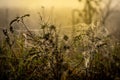 Cobweb and dewdrops on the branches of a rosehip bush at a foggy morning dawn Royalty Free Stock Photo