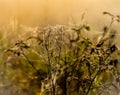 Cobweb and dewdrops on the branches of a rosehip bush at a foggy morning dawn Royalty Free Stock Photo