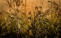 Cobweb and dewdrops on the branches of a rosehip bush in the morning dawn Royalty Free Stock Photo