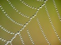 Cobweb with drops Royalty Free Stock Photo