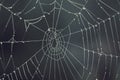 Cobweb - drops of morning dew on a spider web Royalty Free Stock Photo