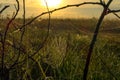 Cobweb on dry branches of bushes at dawn