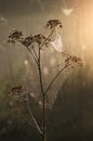 Cobweb on the dry grass misty autumn morning Royalty Free Stock Photo