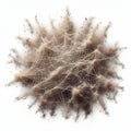 123 Cobweb dust differs greatly from its fine-grained counterpr
