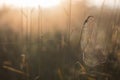 Cobweb Early Morning in Autumn Meadow Royalty Free Stock Photo