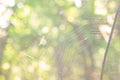cobweb in forest nature soft light sunny snugness Royalty Free Stock Photo