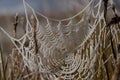 Cobweb with frost in the morning rays of the sun breaks through Royalty Free Stock Photo