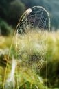 Cobweb of garden-spider with dew drops Royalty Free Stock Photo