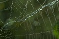 Cobweb with glistening dewdrops Royalty Free Stock Photo