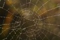 Cobweb with glistening dewdrops Royalty Free Stock Photo