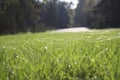 The cobweb on the grass is visible in the sun Royalty Free Stock Photo