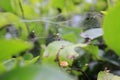 Cobweb Hanging Between Leaves With A Small Spider In The Middle