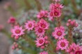 Close up of beautiful Cobweb Houseleek Sempervivum arachnoideum Royalty Free Stock Photo