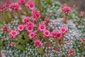 Close up of beautiful Cobweb Houseleek Sempervivum arachnoideum Royalty Free Stock Photo