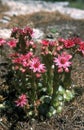 Cobweb Houseleek, sempervivum arachnoideum, Vanoise Park in South East of France