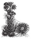 Cobweb houseleek or Sempervivum arachnoideum vintage engraving