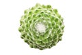 Cobweb houseleek Royalty Free Stock Photo