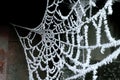 Cobweb with ice crysral Royalty Free Stock Photo