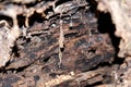 a cobweb inside a hollow trunk Royalty Free Stock Photo