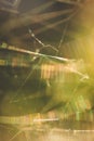 Cobweb macro abstract Royalty Free Stock Photo