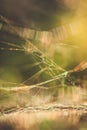 Cobweb macro abstract Royalty Free Stock Photo