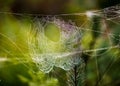 Cobweb macro