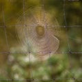 Cobweb macro on a fence