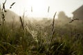 Cobweb in meadow grass before sunrise close up. Soft focus. Low angle shot. Royalty Free Stock Photo