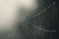 Cobweb in mist - drops of morning dew on a spider web Royalty Free Stock Photo