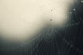 Cobweb in mist - drops of morning dew on a spider web Royalty Free Stock Photo