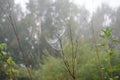 Cobweb in the morning on a branch.