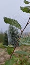 cobweb with morning dew between branches of a tree