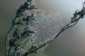 A cobweb on old dry grass covered with dew drops close-up. Drops of dew on the web Royalty Free Stock Photo