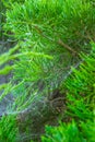 Cobweb on pine branches. Royalty Free Stock Photo