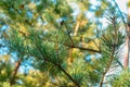 Cobweb on pine needles, spruce branch in the web Royalty Free Stock Photo