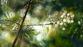 Cobweb on pine needles swaying in close up sunshine autumn rainforest outdoors.