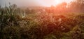 Cobweb plants with dewdrops at sunrise Royalty Free Stock Photo