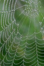 Cobweb on the rainy morning