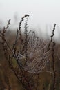 Cobweb in shining dew drops between a stems of common mugwort (Artemisia vulgaris) on a cold misty autumn morning