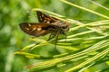 Cobweb Skipper Butterfly resting atop blades of grasses.