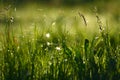 Cobweb and spider on the grass