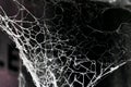 Cobweb or spider`s web, 1.