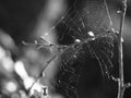 Cobweb or spider`s web, for Halloween designs. Black and white monochrome Royalty Free Stock Photo