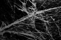 cobweb spider texture on black background, trap danger Royalty Free Stock Photo